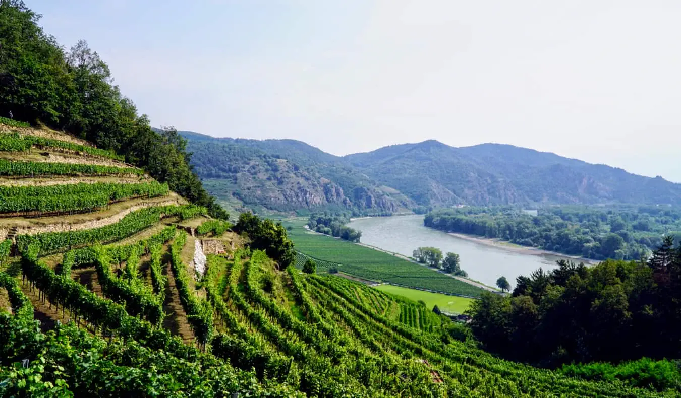 En vingård i Wachau-dalen i Østerrike nær Wien