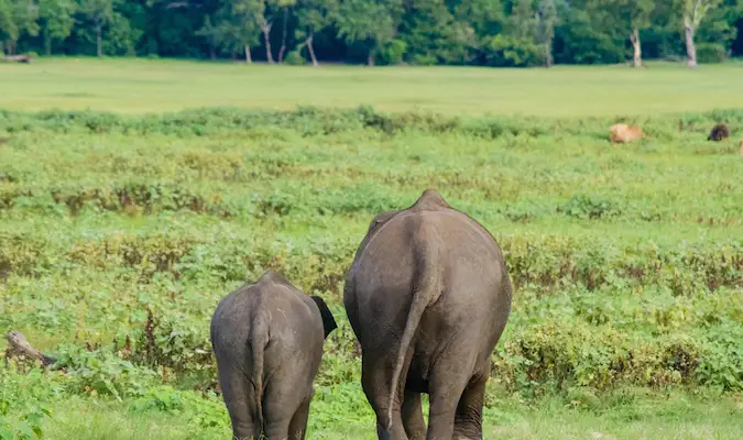 dua gajah di Asia yang satu keluarga