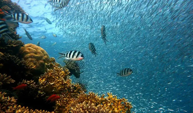 tropische vissen onderwater in Fiji