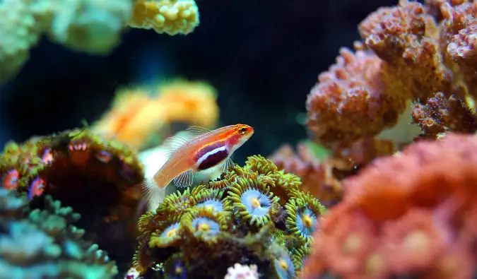 Pesci colorati e coralli sott'acqua nelle Isole Yasawa