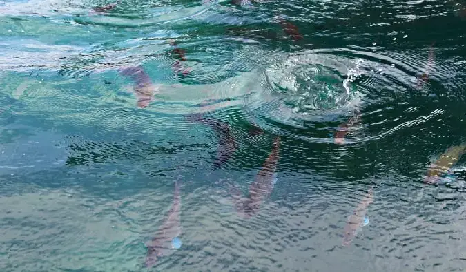 Pescando in una giornata di sole a Taupo, Nuova Zelanda