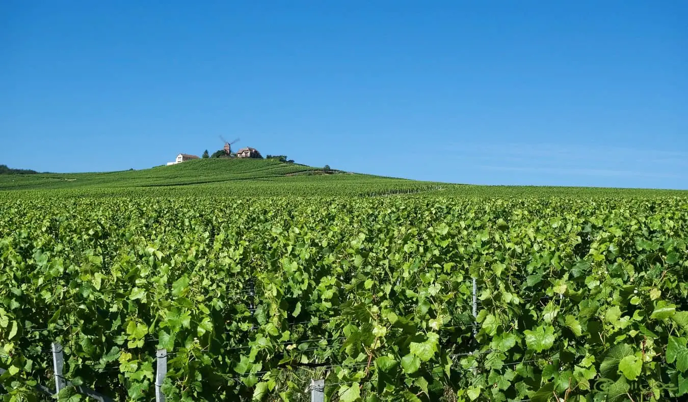 Les champs jaunes vallonnés de la Champagne en France après la récolte