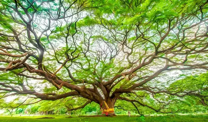 Albero di Kanchanaburi di Laurence Norah