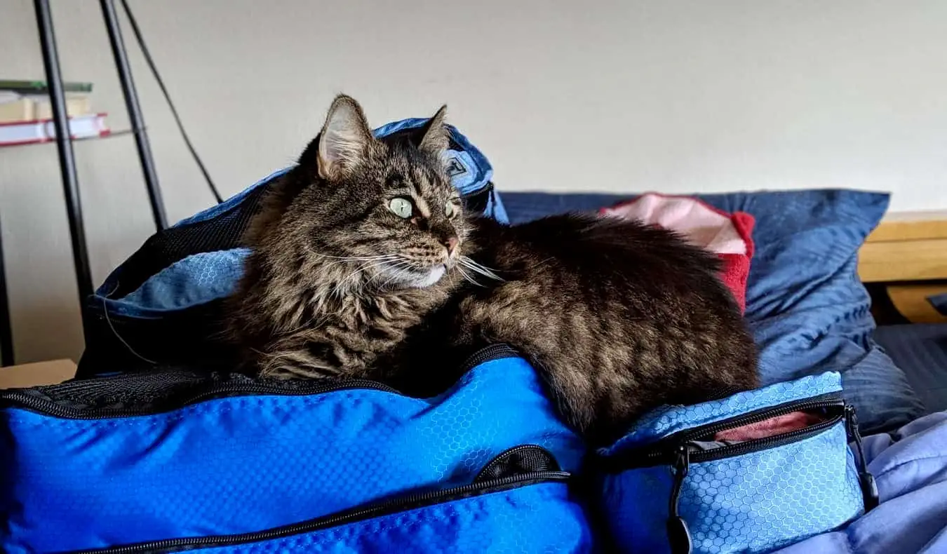 Un gato descansando sobre una pila de cubos de embalaje durante una experiencia de estar en casa