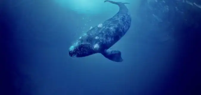 whale rider blue na larawan kasama ang whale