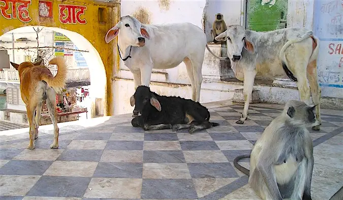 インドの日陰でくつろぐさまざまな種類の動物