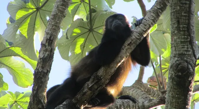 Una scimmia urlatrice sull'isola di Ometepe