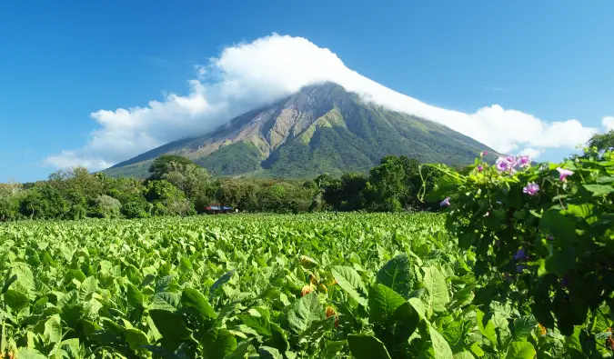 les palmiers verts sur l'île d'ometepe