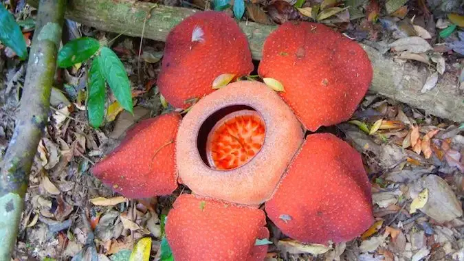 fleur rouge qui tue les vignes