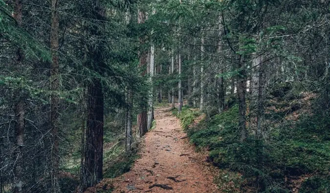 uma trilha de caminhada arborizada verde na Áustria