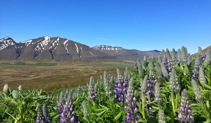 Westfjords, İzlanda'da güneşli bir günde mor çiçekler