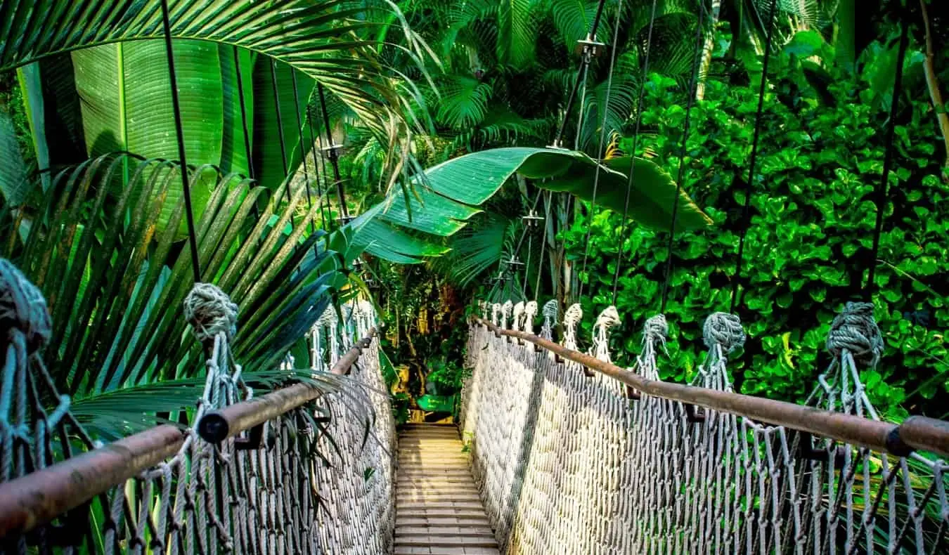 Puente colgante de cuerda y madera en la selva cerca de Chiang Mai, Tailandia