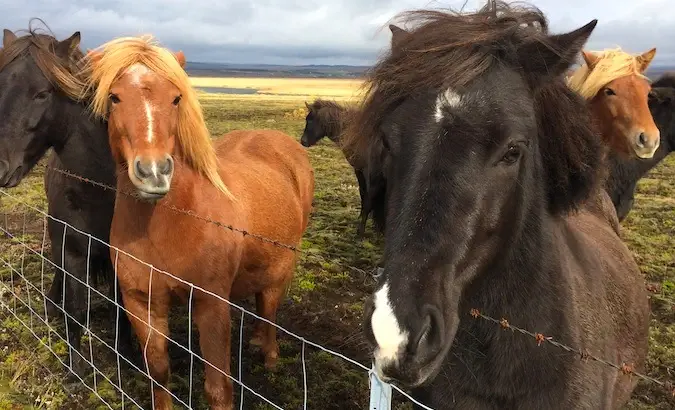 Mga kabayong Icelandic na may umaagos na mane na naglalaro sa isa't isa