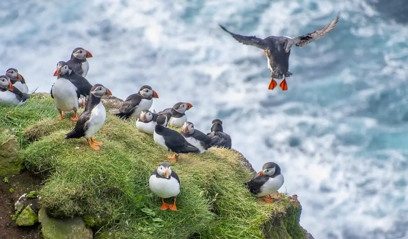 Lundefugle sad på en klippe nær havet på Island