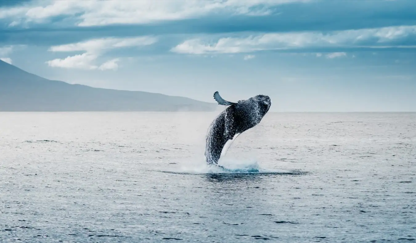 アイスランド近くで巨大なクジラが水面を突き破って空に飛び出す