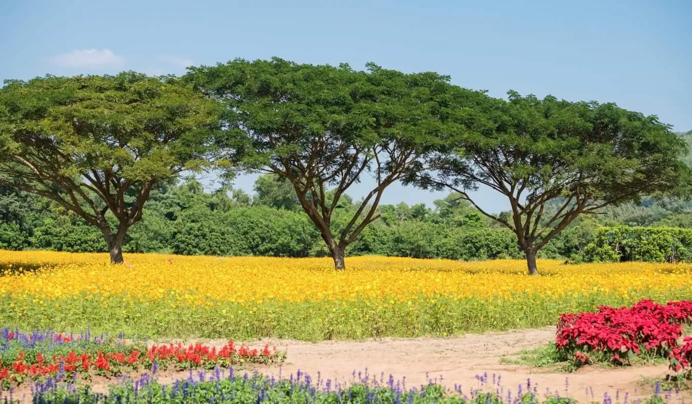 Três árvores num campo amarelo brilhante na região de Isaan, na Tailândia