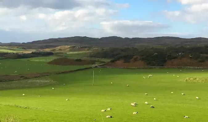 Gras auf Islay