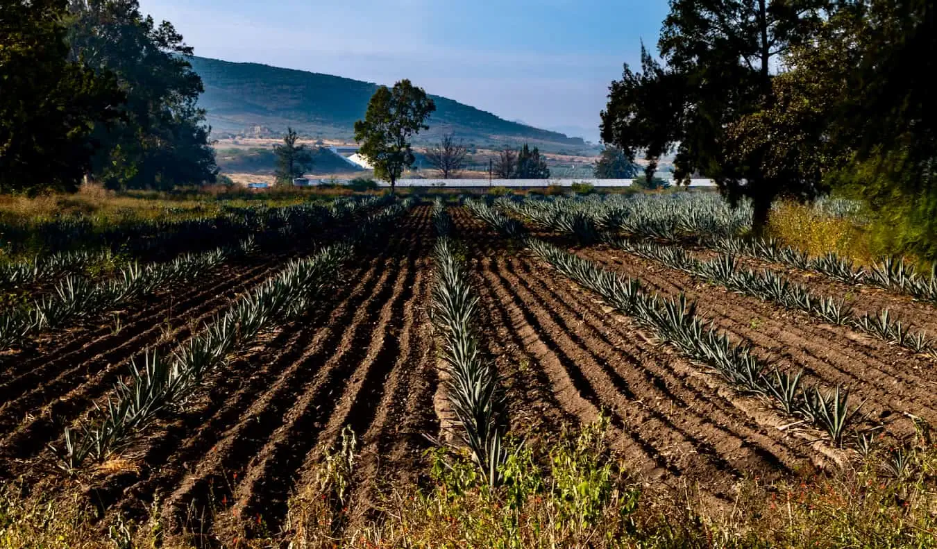 Farma pestujúca agáve pre mezcal v Oaxace v Mexiku