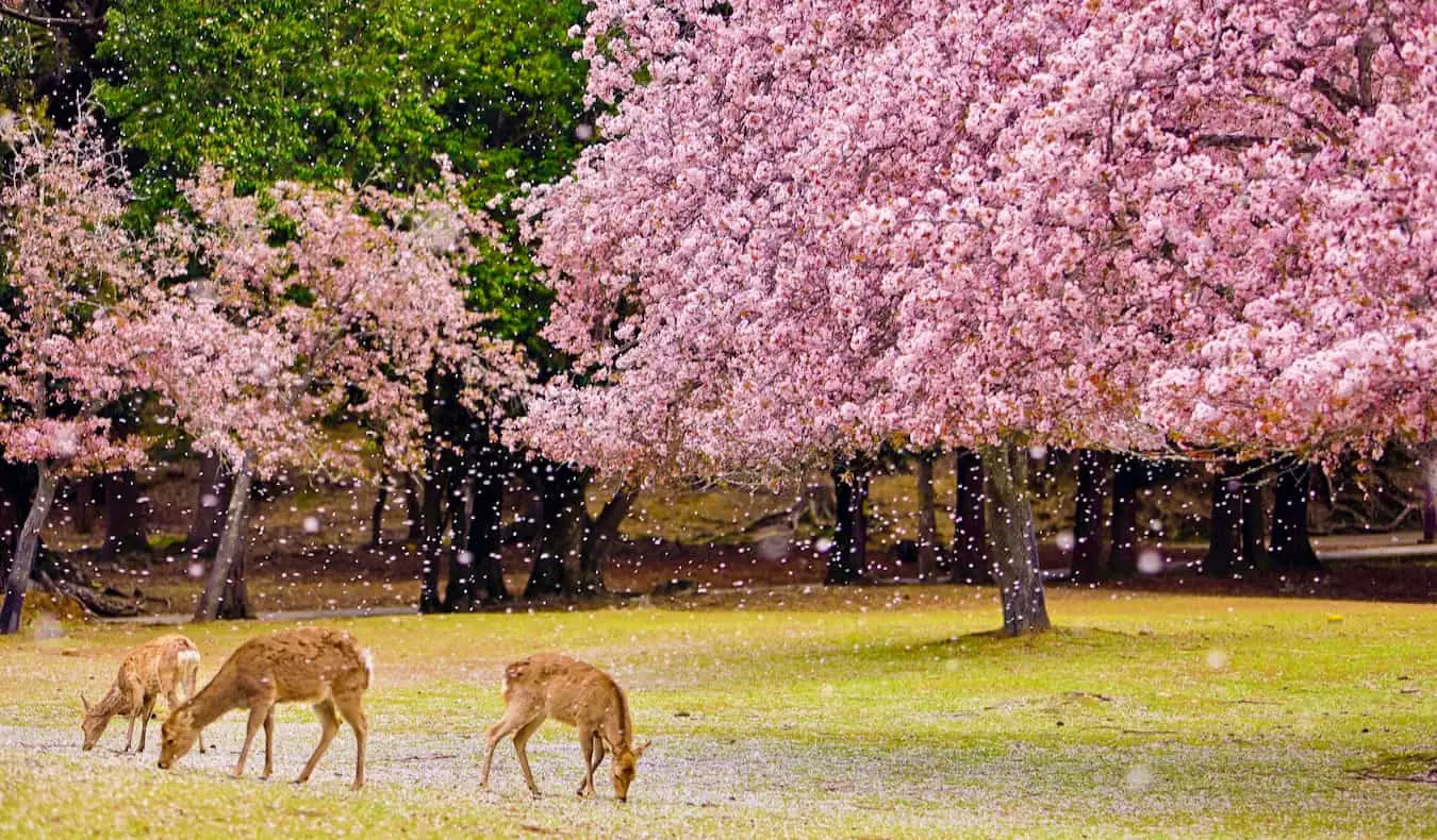 En lille hjort, der spiser græs i en park i Nara, Japan, med kirsebærtræer, der blomstrer i baggrunden