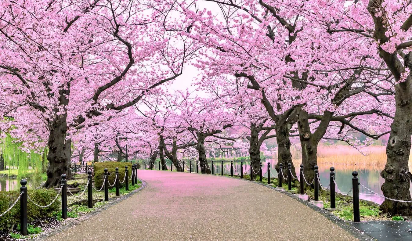 Isang makitid na landas na may linya ng magagandang cherry blossom sa Japan