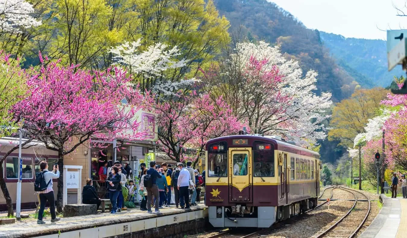 ทางรถไฟ Watarase Keikoku ที่สถานี Godo ในฤดูใบไม้ผลิที่มีต้นสีชมพูและสีแดงบานสะพรั่งตามรางรถไฟ