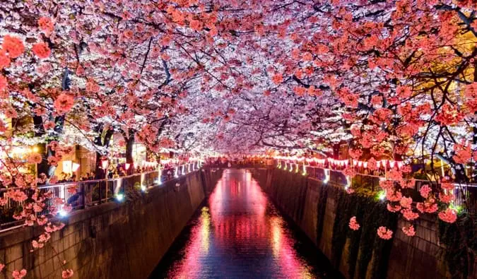 Ang mga matingkad na cherry blossoms na nakahanay sa Meguro River Tokyo, Japan