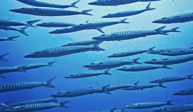 Sekelompok besar ikan panjang di perairan Koh Tao, Thailand