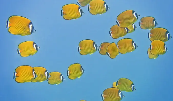 Un colorato banco di pesci nelle acque di Koh Tao, Thailandia