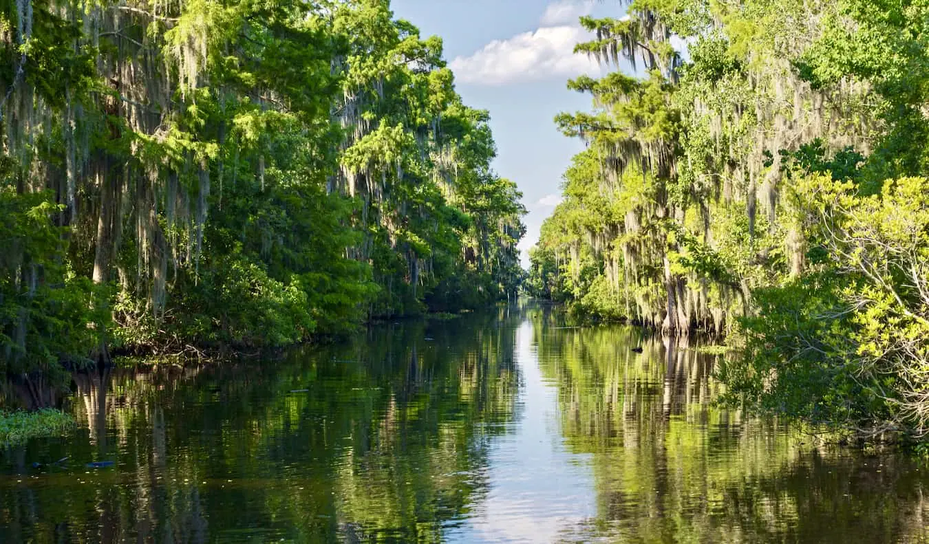 Een weelderige, moerassige bayou nabij New Orleans, VS