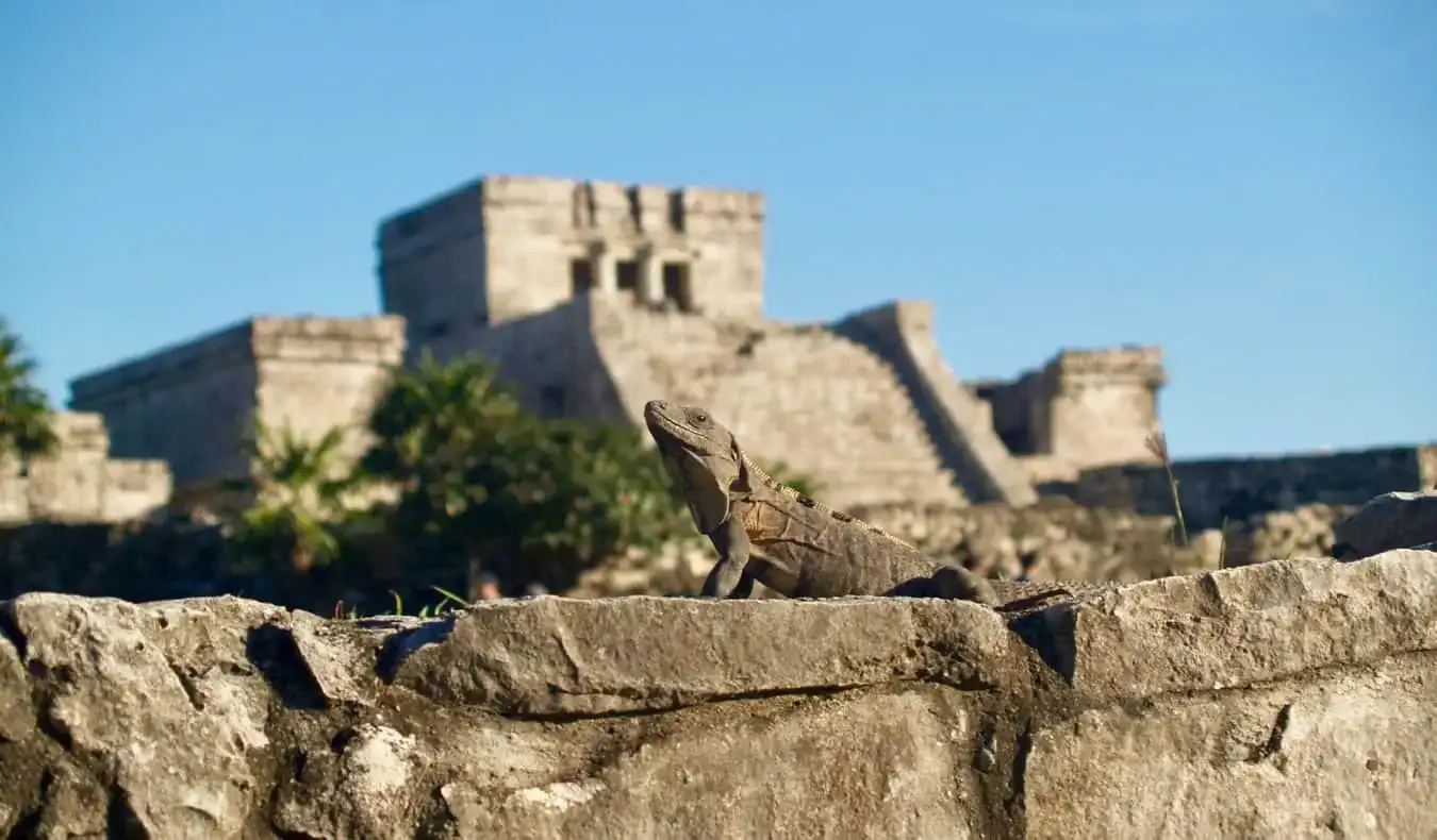 Iguana sėdi ant Tulumo griuvėsių su daugiau griuvėsių fone