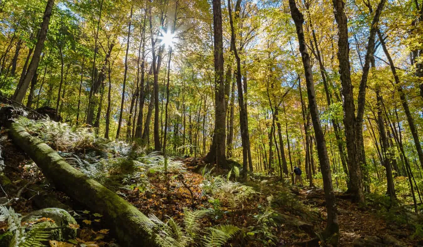 นักเดินทางคนเดียวเดินป่าในป่าสงวนแห่งชาติ Green Mountain