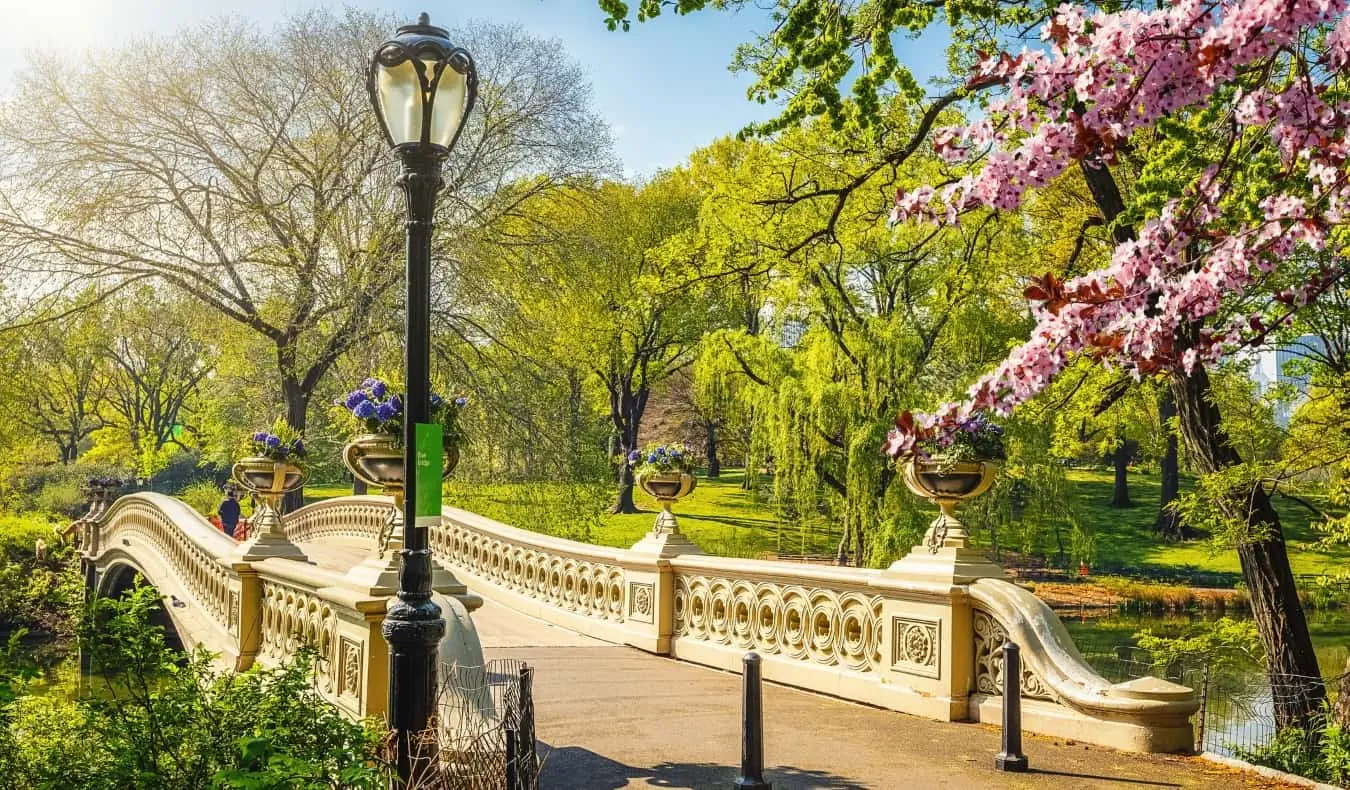 En historisk skrånende bro, lyktestolpe i smijern og et kirsebærtre fullt av rosa blomster i blomst i vakre Central Park om våren i New York City