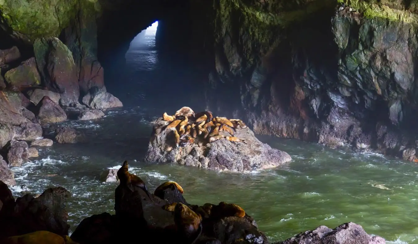 Mga sea lion na nagpapahinga sa isang napakalaking kuweba sa baybayin ng Oregon, USA