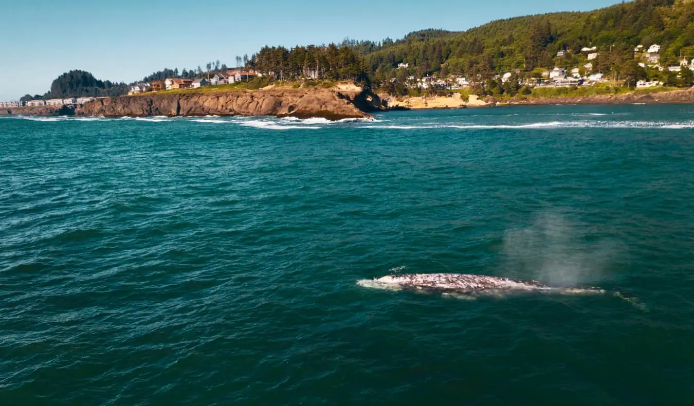 Uma baleia nadando sozinha nas águas próximas à costa do Oregon, EUA