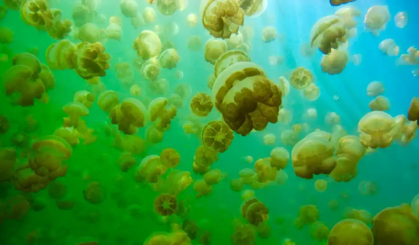 De mange fargerike manetene i Jellyfish Lake, Palau