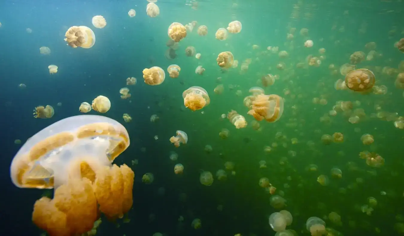 Vaš vodič kroz jezero meduza u Palau