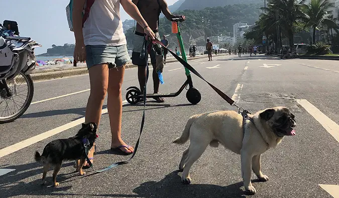 Mops Boogie i chi Marcelo na plaži