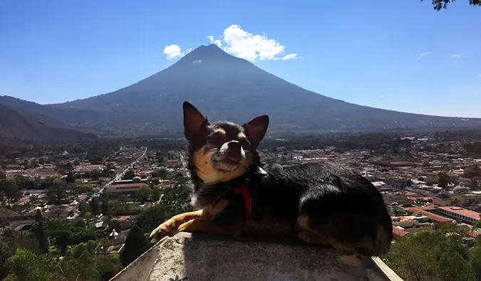 Marcelo chihuahuan i Guatemala