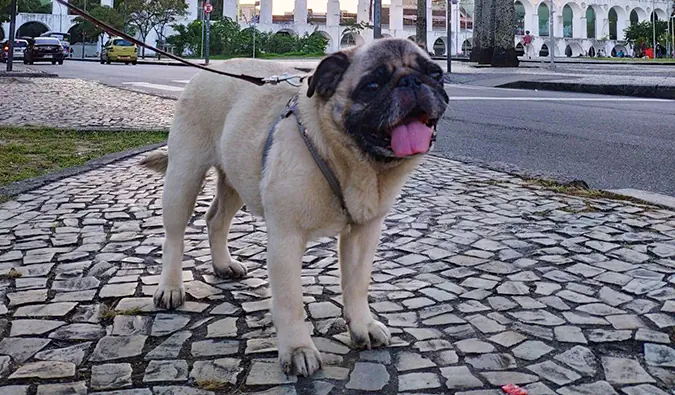 Boogie si anjing pug di Rio de Janeiro