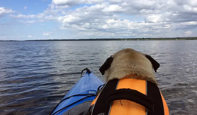 Boogie il carlino in kayak nel Vermont