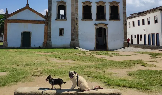 Boogie, o pug, e Marcelo, o chi, em Paraty, Brasil