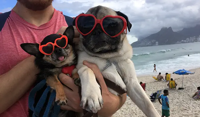 Boogie mopsen och Marcelo chien på stranden