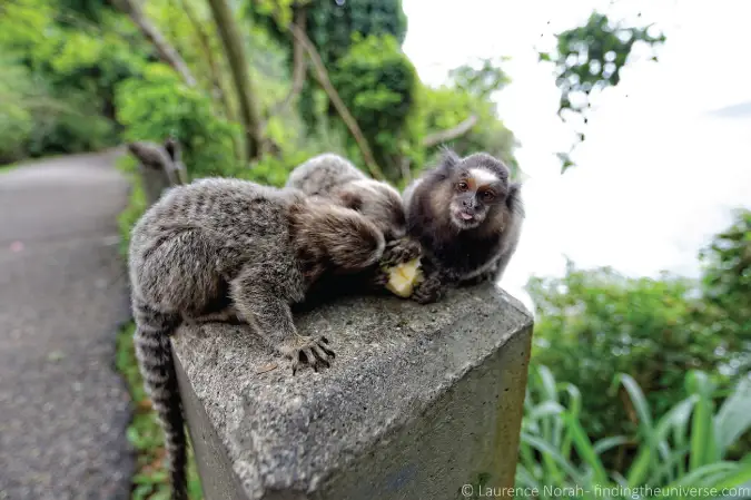 ブラジル、リオデジャネイロの生意気な猿の写真