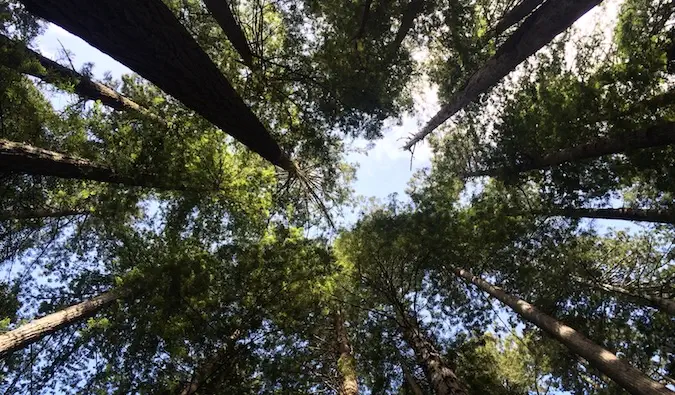 Alberi ad alto fusto in un parco nazionale in America