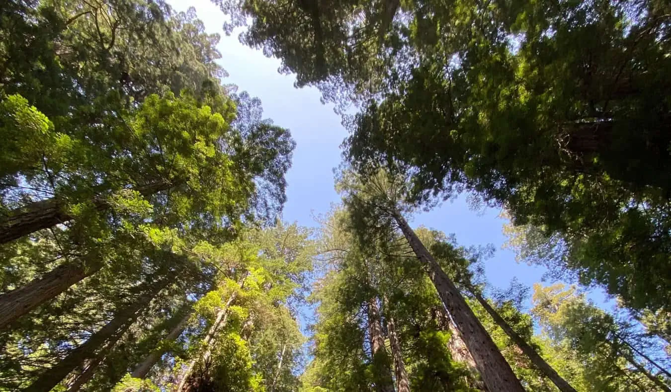 Katse ylöspäin massiivisten Redwood-puiden katokseen Redwoodin kansallispuistossa, Kaliforniassa