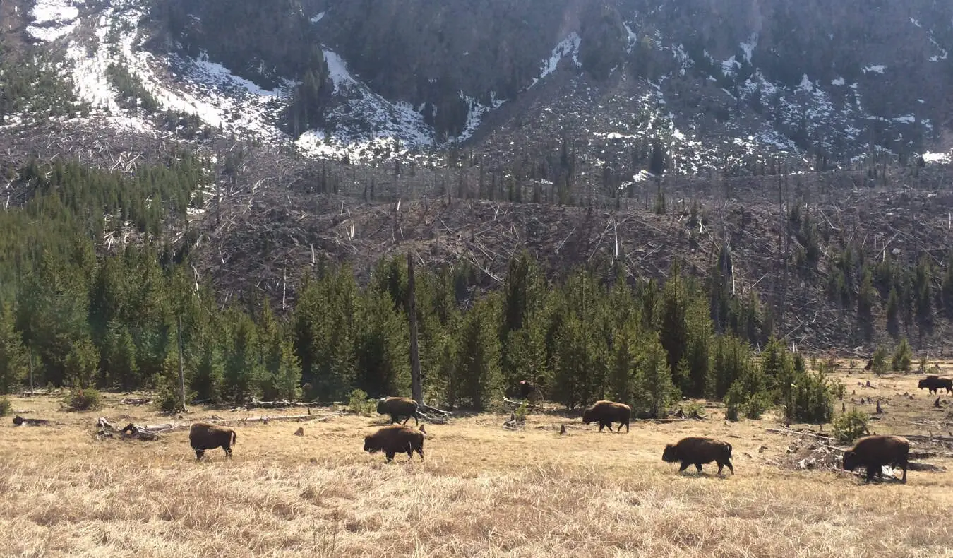 Bison na gumagala sa mga nakamamanghang field ng Yellowstone National Park, USA