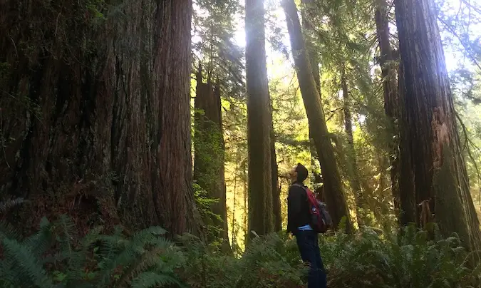 traîner dans le parc national de Redwood