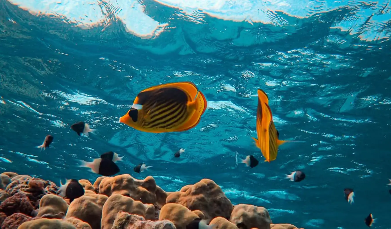 Mergulho no Mar Vermelho