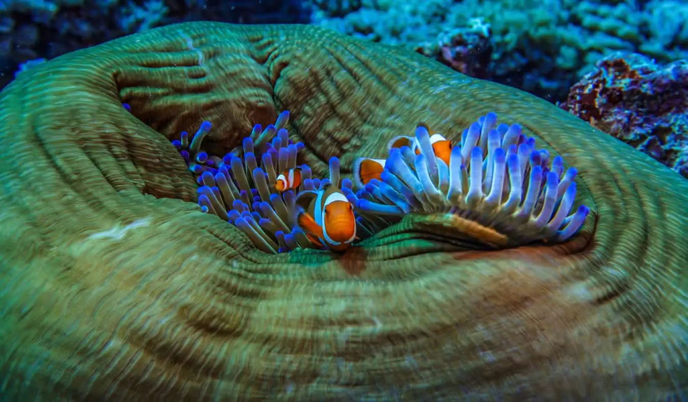 Clownfish Gilin saarilla Indonesiassa sukeltaessaan