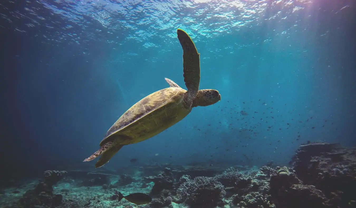 Isang pagong sa Sipadan, Malaysia habang nag-scuba diving